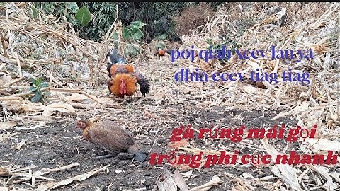 gà rừng mái gọi trống vừa chạy vừa bây đập cánh hay quá.poj qaib xeev lau ya dhia ceev tiag tiag