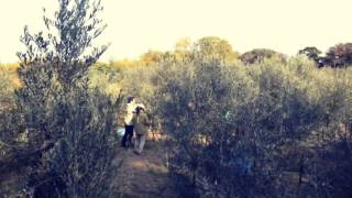 オリーブ収穫（NOV 24, 2013 12:51 - 14:21）