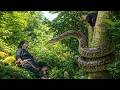 The dwarf family harvesting jackfruit was attacked by a giant python - Survival in the forest