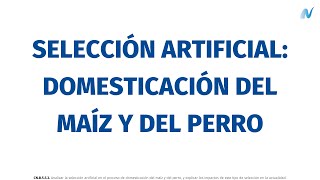 Selección Artificial Domesticación Del Maíz Y Del Perro