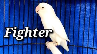 Lovebird Fighter Ngetik Ngekek Fighter Albino