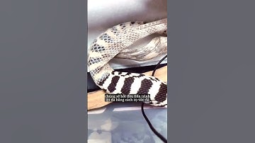 Cận cảnh quá trình rắn lột da