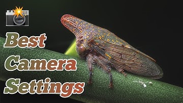 The BEST Camera & Flash Settings For Macro Photography