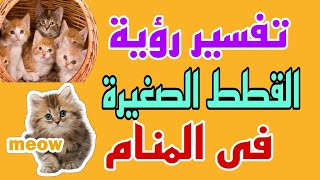 تفسير رؤية القطط الصغيرة فى المنام / رؤية القطة الصغيرة فى المنام