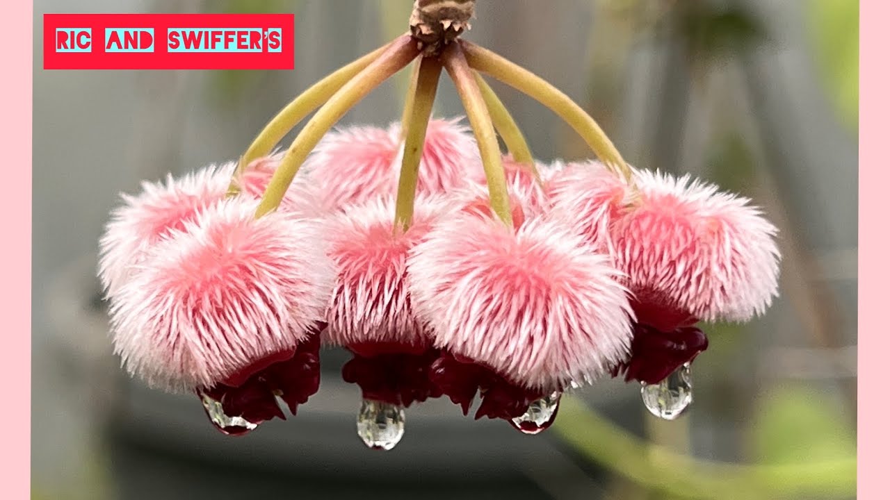 HOYA GREENHOUSE TOUR and growing tropical plants in cool weather.