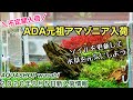 元祖ADAアマゾニア全種在庫完了！２０２０年８月５日 AQUASHOP wasabi新入荷情報 、水草水槽の立ち上げソイル、初心者のネイチャーアクアリウム、有茎草、赤系ロタラ、ルドウィジアの植栽方法
