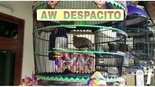 SUARA PERKUTUT BANGKOK UJUNG PANJANG || RING AW BIRD FARM