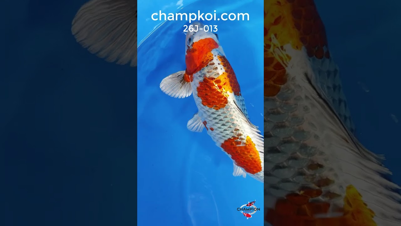 26J-013 - Champion Nishikigoi