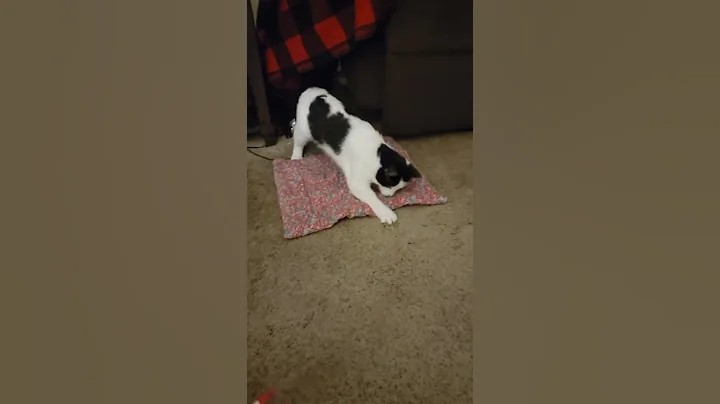 Penny day 2 at her forever home