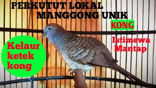 Pekutut lokal manggung kong gayer suara Enak, Suara besar, mantap istimewa,