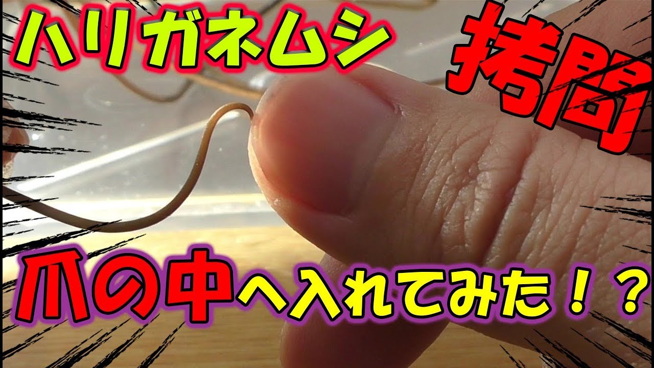 拷問 ハリガネムシを爪の中に入れてみた 閲覧注意 Youtube