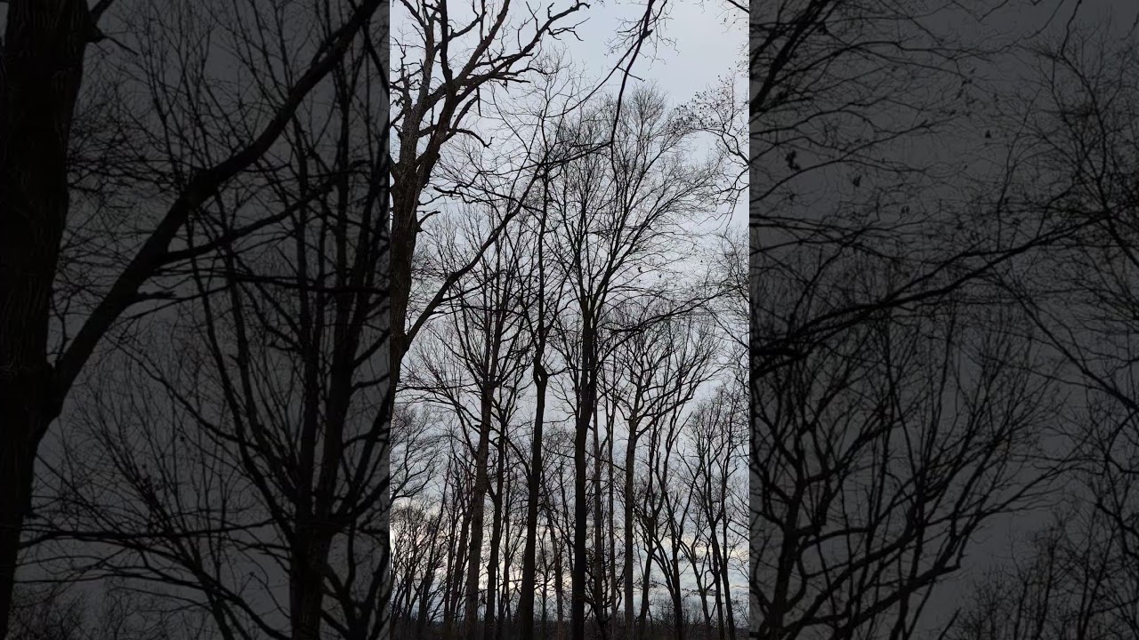 More Geese Flying Around