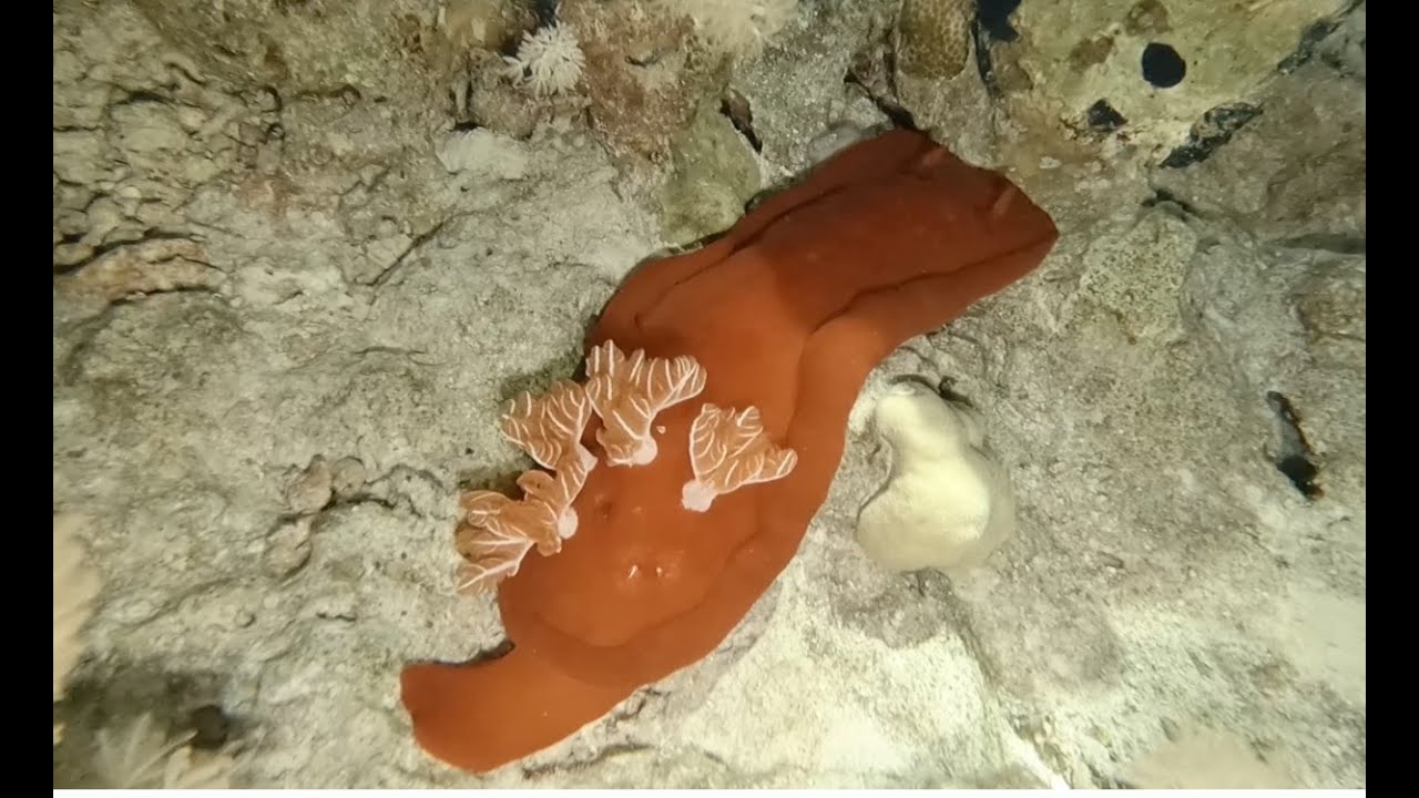 Night Diving Ночной дайвинг 12.2025 Sharm el Sheikh