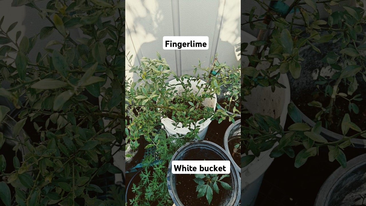 Finger lime tree growing 6 months can't wait till it fruits! Happy new year eve. 