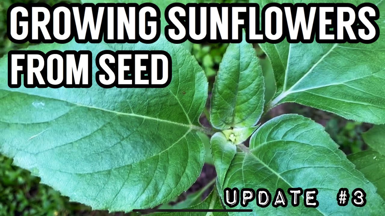 GROWING SUNFLOWERS UPDATE 3 GROWING MAMMOTH SUNFLOWERS FROM SEED in