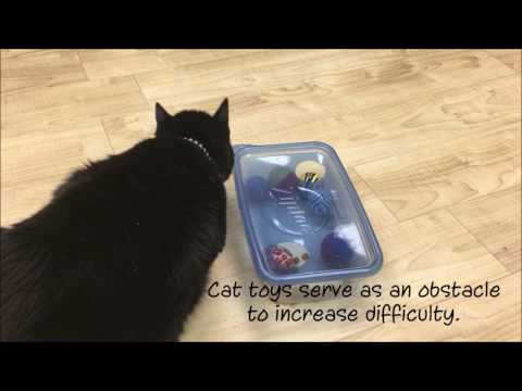 Homemade Puzzles Food Puzzles For Cats