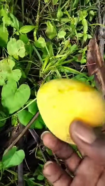 Jamaican mangoes 🥭