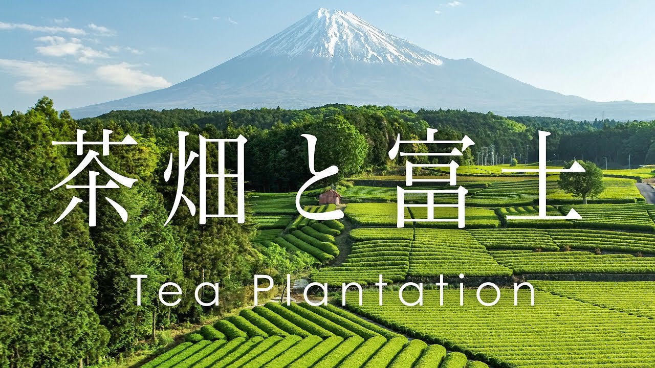 空撮 茶畑と富士山 静岡 大淵笹場 | Tea Plantation and  Mt. Fuji