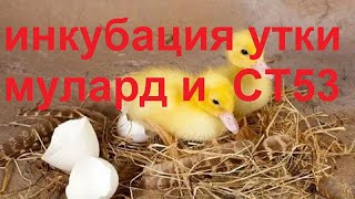 Инкубация утки мулар. Инкубация утки СТ53