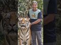 खतरनाक बाघसँग निडर खेल #nature #motivation #viralvideo #nepal #funny #fyp #challenge #tiger #viral