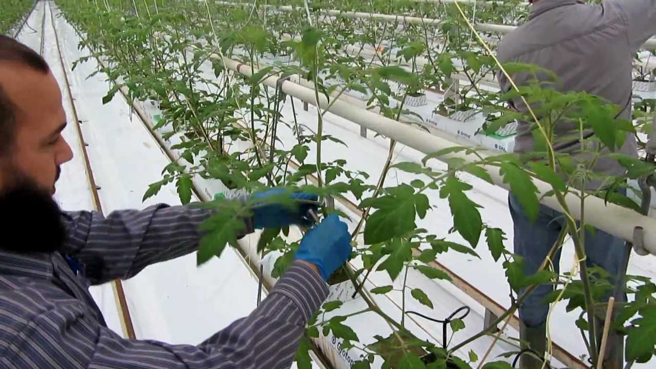 Overzicht van week 52 bij T.W. van Noord Tomaten