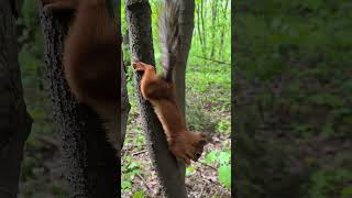 Рыжик ест орех на дереве вниз головой. Похождения Рыжика и Белочки #squirrel #nature #wildlife