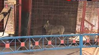 Волка отдают в хорошие руки Волка отдают в хорошие руки