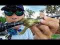 Pesca de lobina y cabeza de serpiente con ranas japoneasas kietech - 📽 # 07