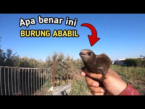 9400 Koleksi Gambar Burung Ababil Asli HD Terbaru