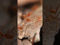 हिस्से में लगभक 10 लाख चींटियां आएँगी #ant #fact #shots #true #khnowledge     #factsinhindishort