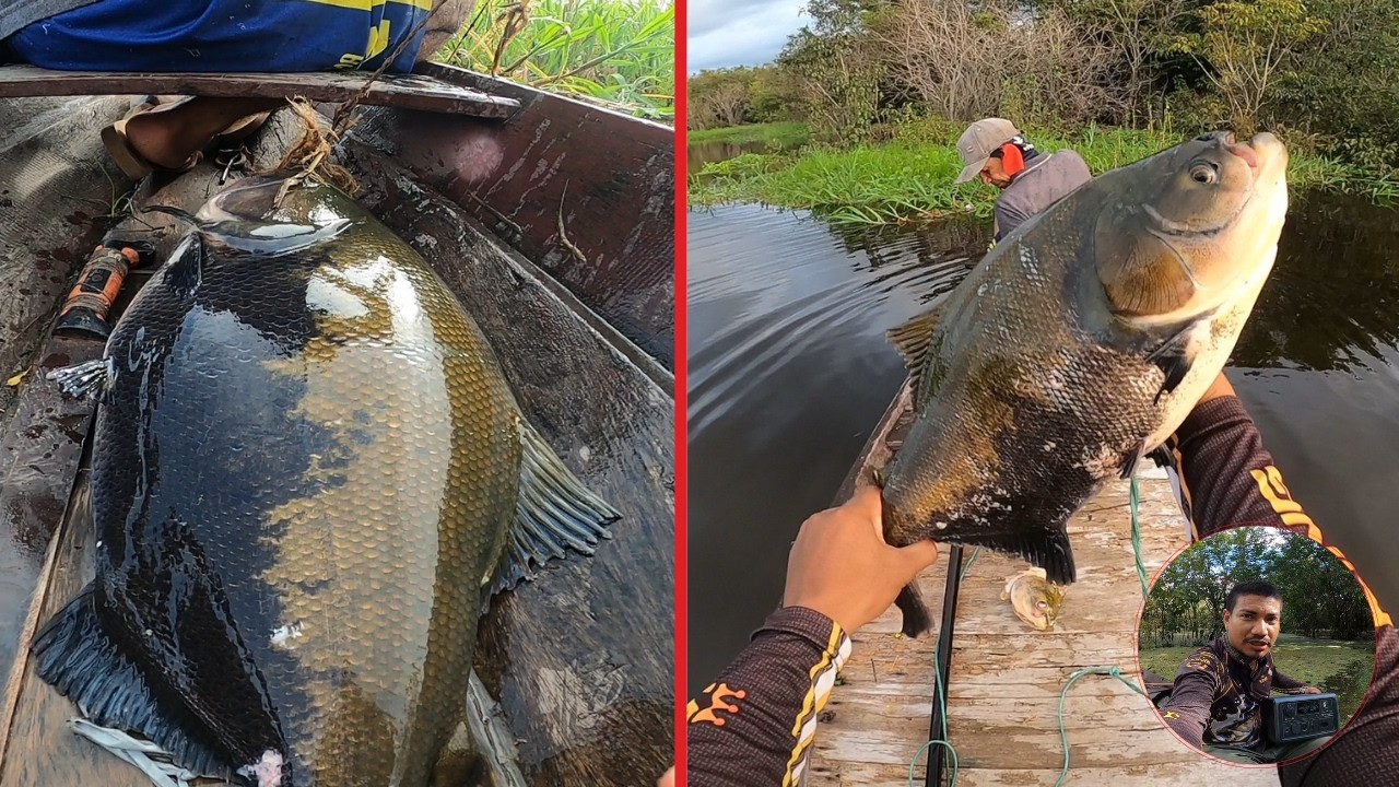 Hoje pescamos os brutos no espinhel – pescaria com meu pai | @BLUETTIBRASIL