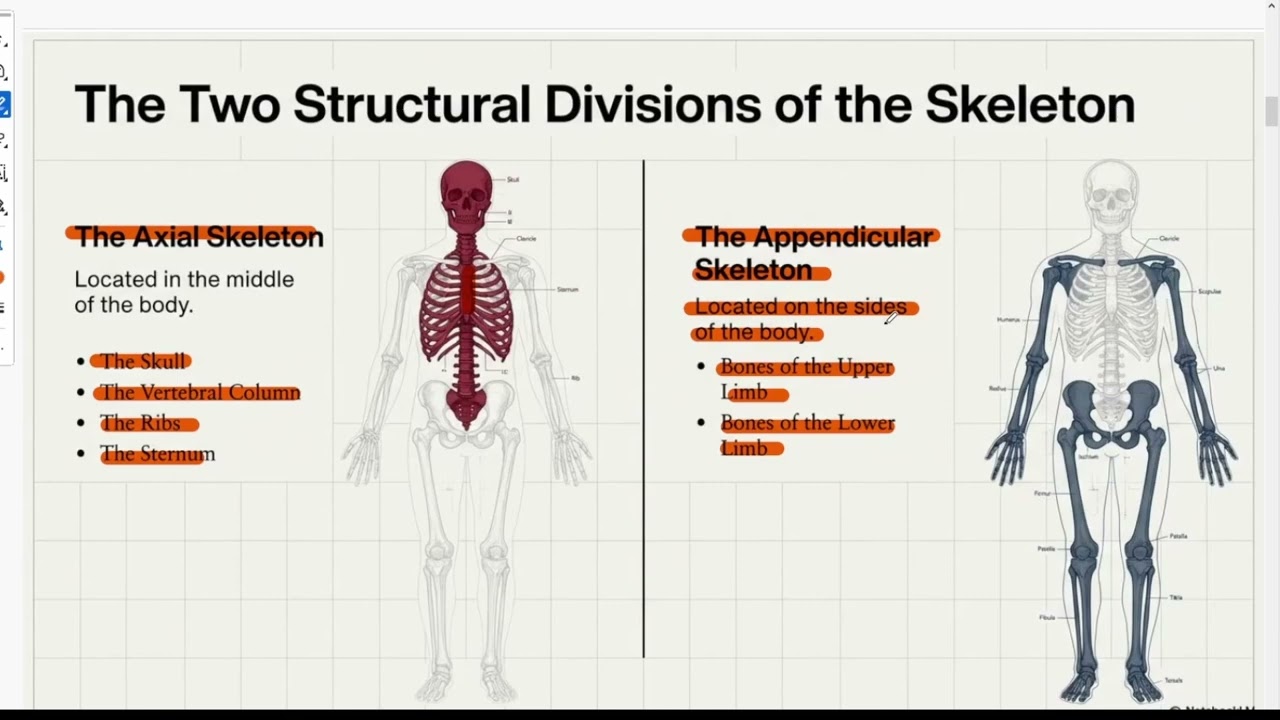 الجزء الاول من المحاضرة الأولى  Anatomy 
