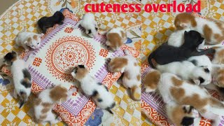 new born kittens|| cuteness overload||mixed twins|| lovely cats|| kittens by mixed twins 606 views 2 years ago 1 minute, 1 second