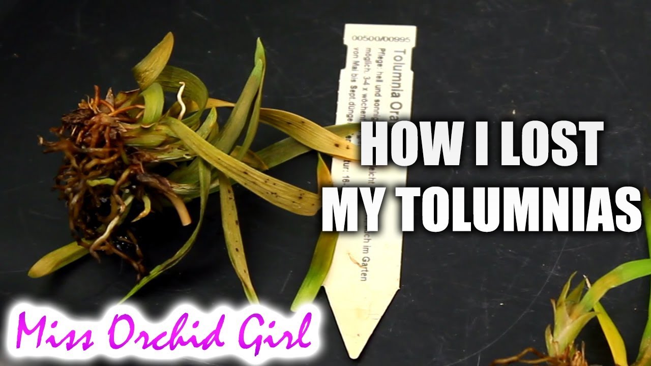 How I lost my Tolumnia Orchids in one day 