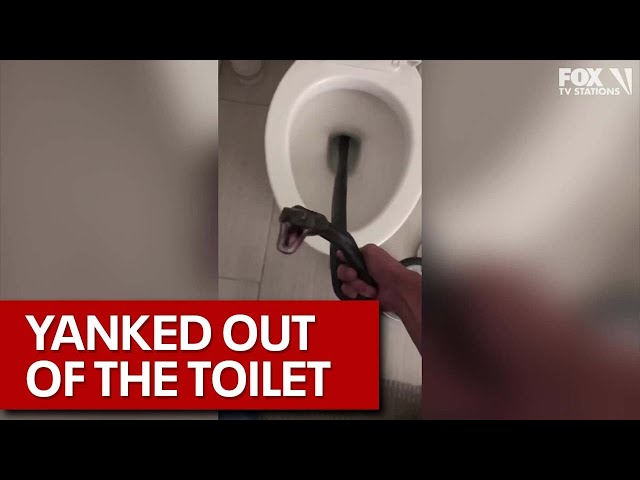 Snake In The Toilet Through The Septic? • Martin Septic Service