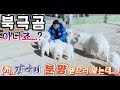 사모예드 분양받았어요~! ❤ 심쿵주의 ❤ 강아지 입양 (feat.고양이)