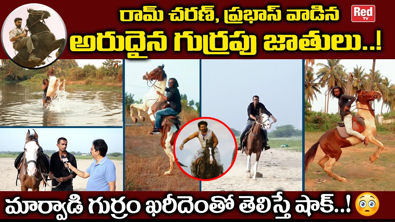 Most Powerful Rare Horse Breeds In kakinada | రామ్ చరణ్, ప్రభాస్ వాడిన అరుదైన గుర్రపు జాతులు | RedTv