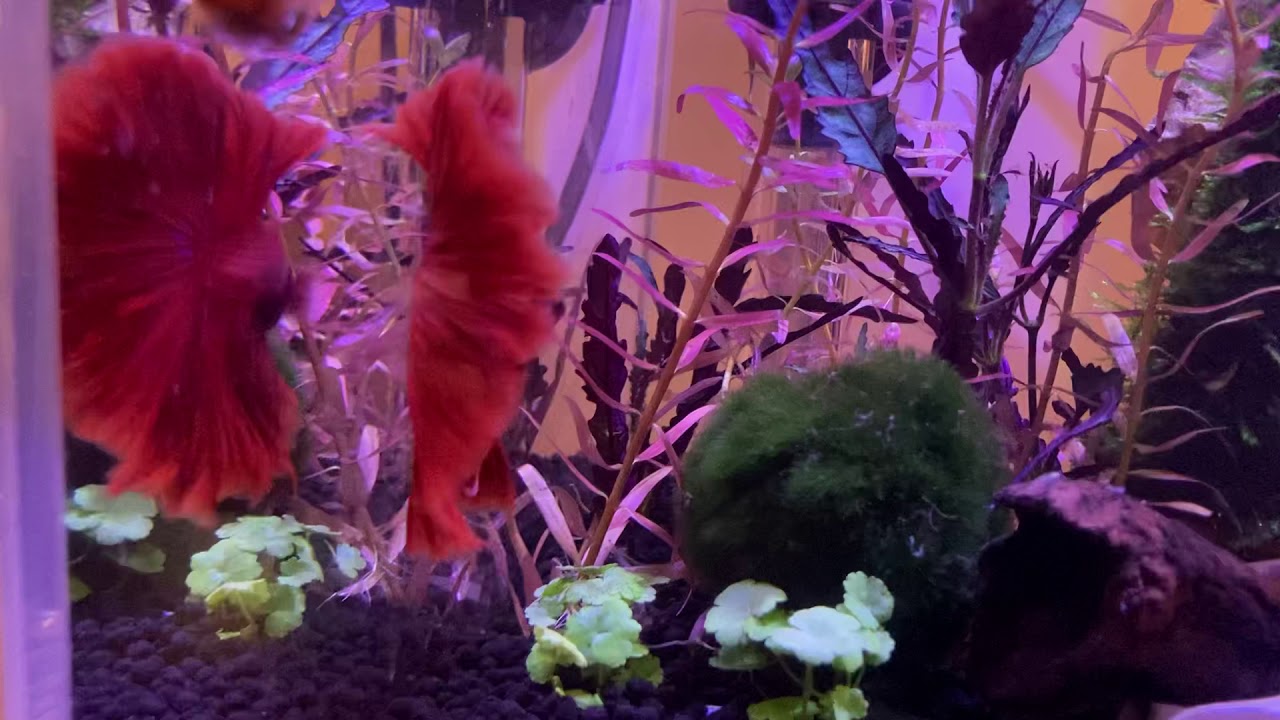 my betta fish VS the mirror 🪞 YouTube