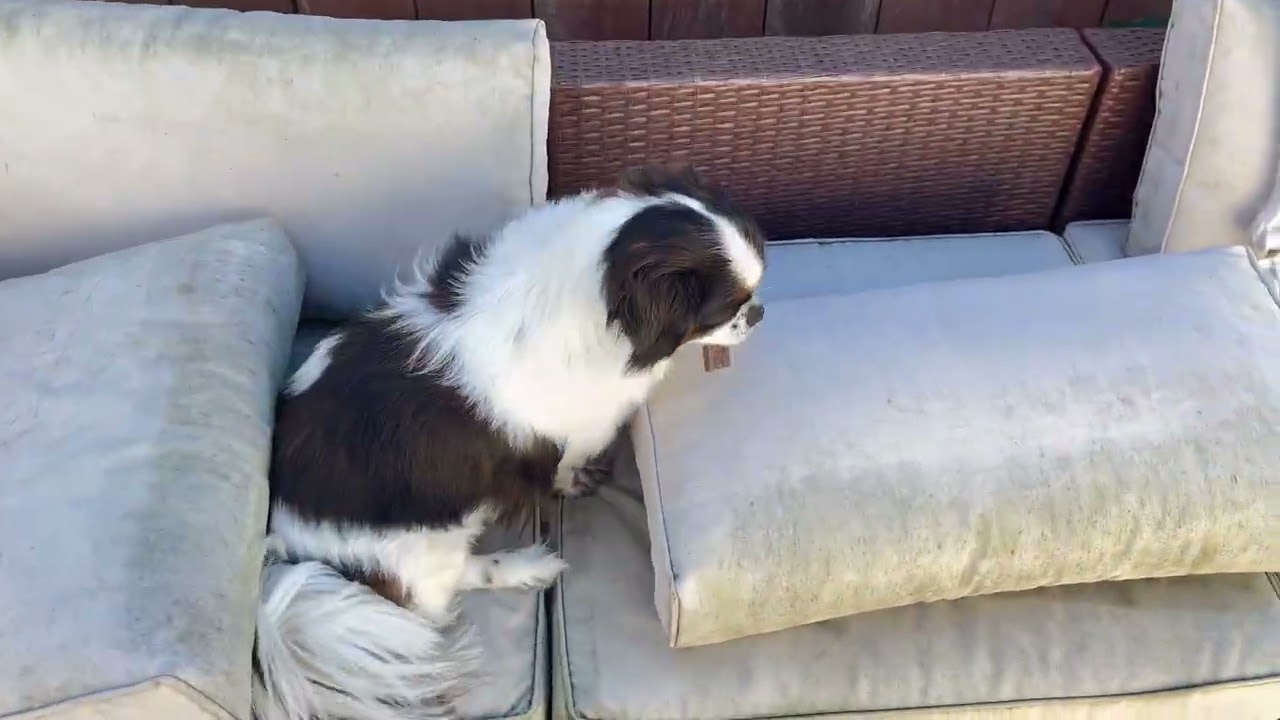 my dog Atticus eats a biscuit outside on a windy day