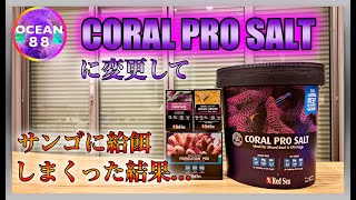 【海水魚水槽・サンゴ水槽】コーラルプロソルト（CORAL PRO SALT）に変更してサンゴに給餌しまくった結果...