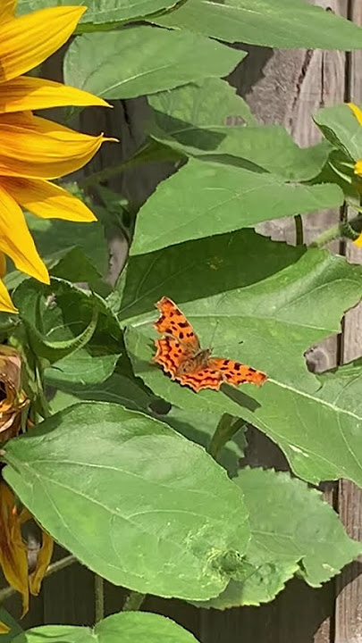 Comma Butterfly