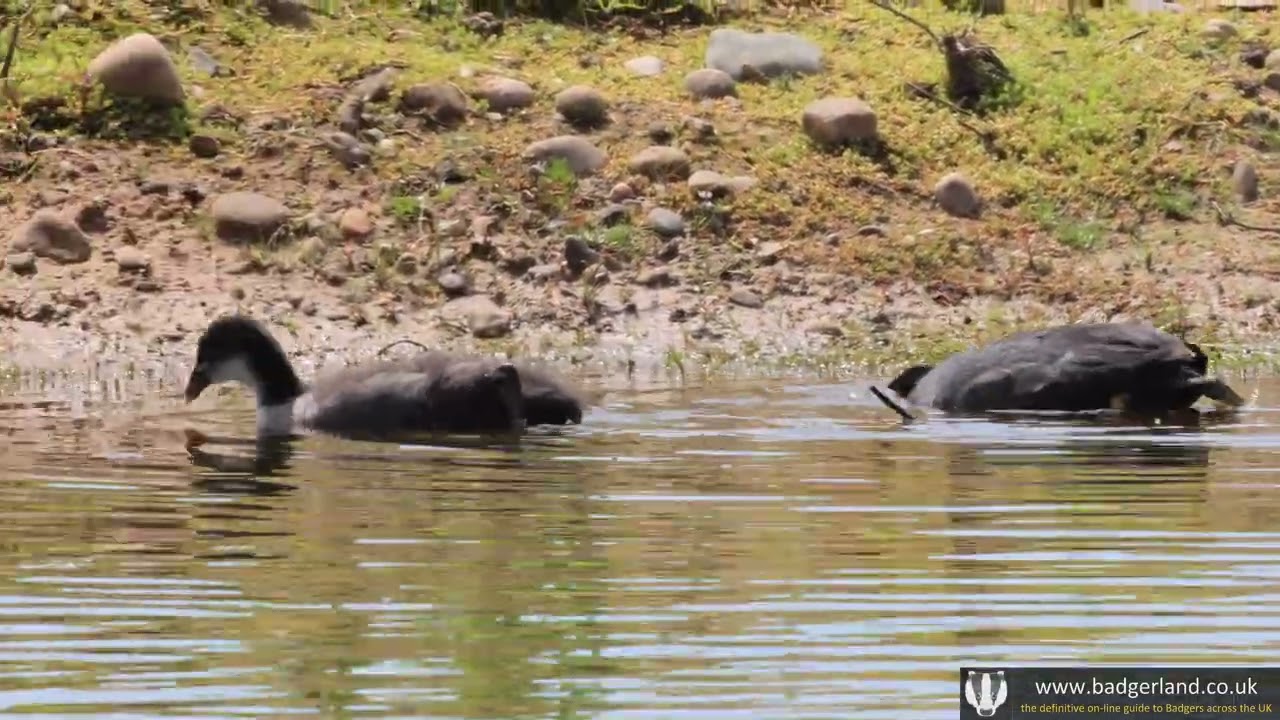 Watching Coot parents with their chick at the Brockholes wildlife reserve next to the M6 at Preston