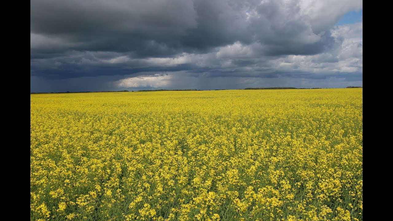 Canola field in Calgary