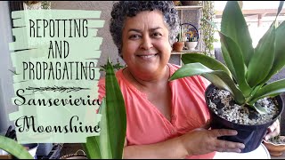 Repotting And Propagating Sansevieria Moonshine Repotting Snake Plant