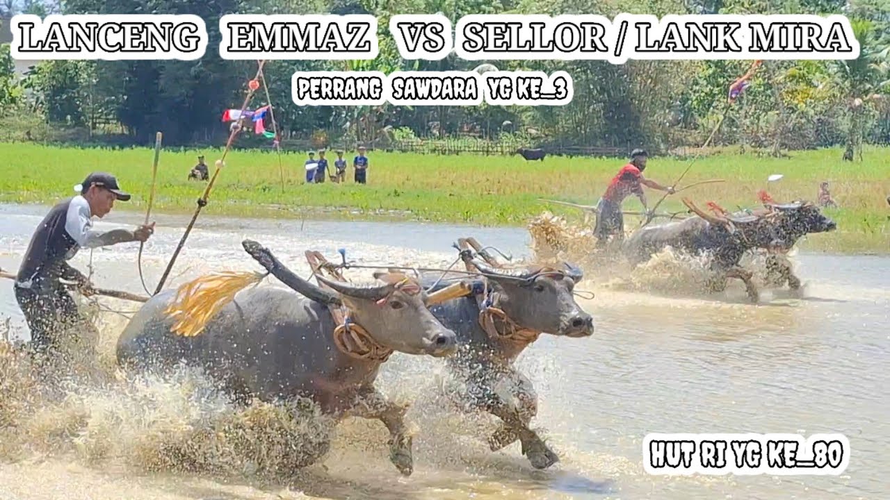 BUNGA WANGI  &  MACAN  PALAPA  || GRUB_A BABAK PENYISIHAN  FULL 6 ABERAN || LAP, HE BANGKANG 