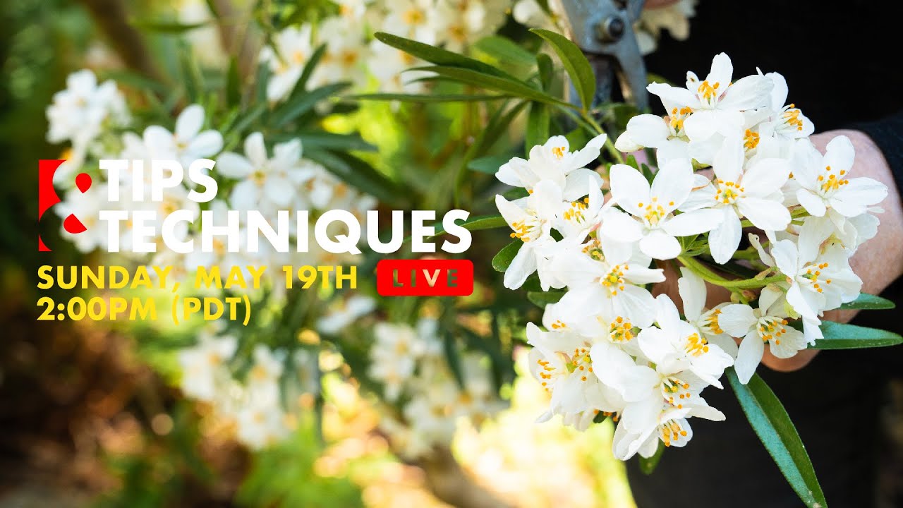 СЪЕМКА ВРЕМЕНИ ГОДА! Советы и техники в прямом эфире! с Хитоми Гиллиам