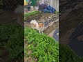 바둑이 #cute #pets