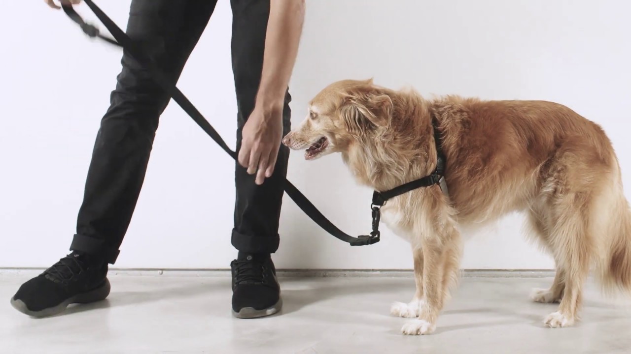 Peitoral para cachorros antipuxao Aziza