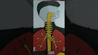 HUMAN DIGESTIVE SYSTEM MODEL || THERMOCOL MODEL || SCIENCE PROJECT  ||