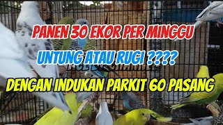 Ternak parkit /// 60 pasang indukan panen 30 ekor /minggu